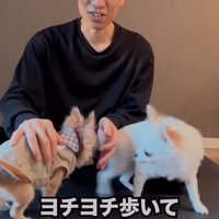近寄ってくる老犬