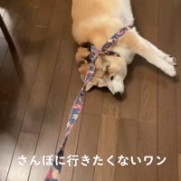 引きずられるよもごん