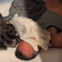 顔に乗る犬3