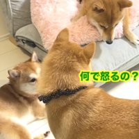 ムキになってワン！と反抗