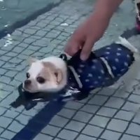 ライフジャケットを支えられる犬