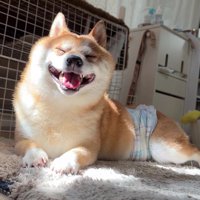 ニッコリ満足のうにくん