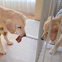 姉犬の咥えているおやつを見つめる弟犬