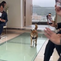 リングドッグを務めるじろー君5