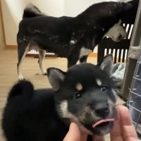 子犬に吠える柴犬