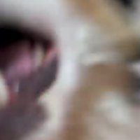 口を開けてカメラに近づく犬