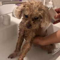 容赦なくシャンプーがスタート