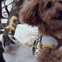 カオスな2匹