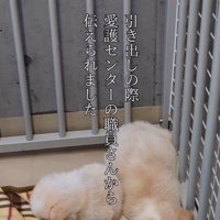 ケージの中に寝そべる大きい子犬と小さな子犬