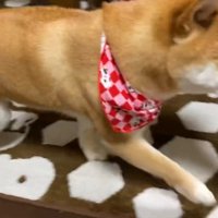 「帰って来たの！？お出迎えしなくちゃ♪」