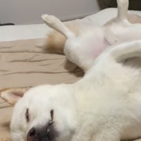 へそ天で眠る柴犬