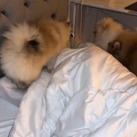 合流したポメラニアン