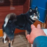 触れようとしたら拒否！
