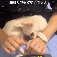 揺れがお気に入り？