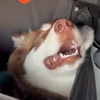 疲労困憊の琥珀くん