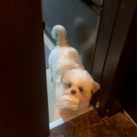 ティッシュを咥えてきたよもぎくん