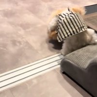 ケンカする犬1