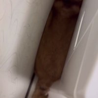 洗濯機と壁の間に挟まっている柴犬