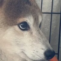 上目遣いで様子をうかがっています