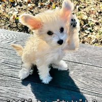 そらちゃんのお耳の変化7