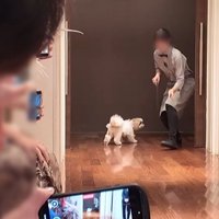 リングドッグに挑戦するつぶちゃん4