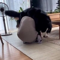 リンちゃんはジタバタ抵抗！