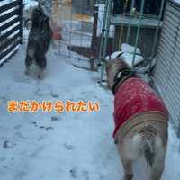 龍之介くんの雪遊び8