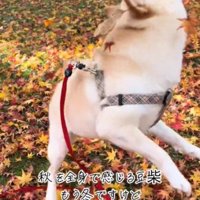 落ち葉の上ではしゃぐ犬