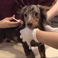 注射の最中の犬