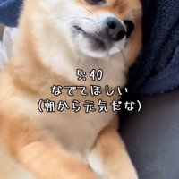 前足を伸ばして甘える犬