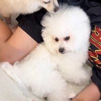 お兄ちゃんが帰宅時のエマくん＆ハルくん8