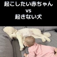 ウナちゃん「ZZZ…」