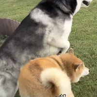 なめらかすぎる身のこなし