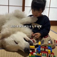 レゴをハムハム！？
