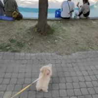 前足を上げる犬2