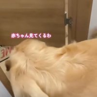 出ていく犬