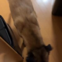 犬のアップ