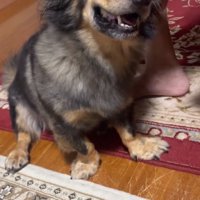 おばあちゃんを見るマックくん1