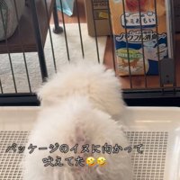 吠えている相手は、パッケージの犬