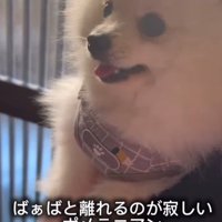 おばあちゃんと離れたくないすのぅちゃん4