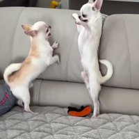 立ち上がる2匹