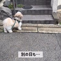 翌日以降も待ち伏せ！