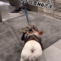 玄関の外でピタリと止まった犬