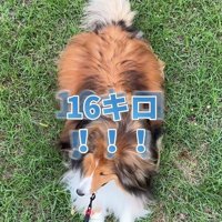 ソフィーちゃんのビフォーアフター7