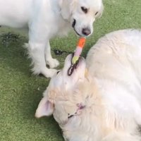 おもちゃをくわえる3匹の大型犬たち