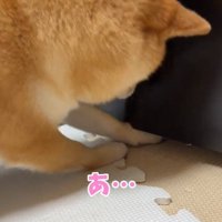 焦るはなちゃん