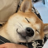 気持ちよさそうに眠る柴犬