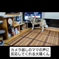 カメラを見る犬1
