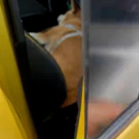 運転席のドアを開ける飼い主さん
