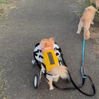 お散歩を楽しむさくらちゃん8